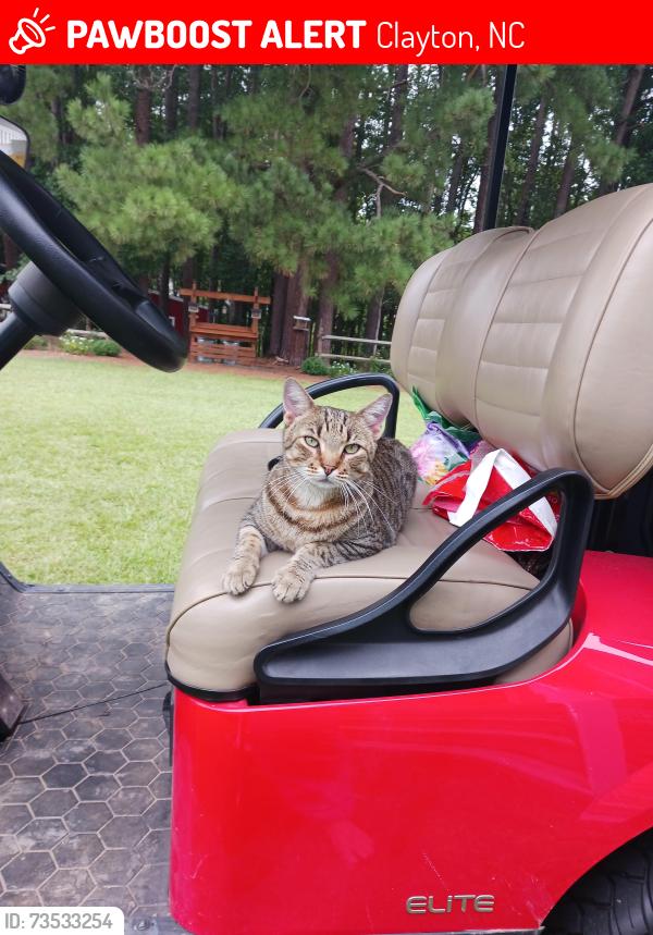 Lost Female Cat last seen Buffalo Rd south of Lake Wendell rd, Clayton, NC 27527