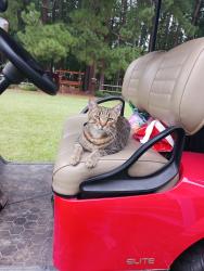 Lost Female Cat last seen Buffalo Rd south of Lake Wendell rd, Clayton, NC 27527
