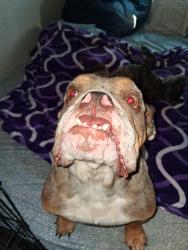 Reunited Female Dog last seen Abercorn Dr/ Darwood Dr, Orlando, FL 32812