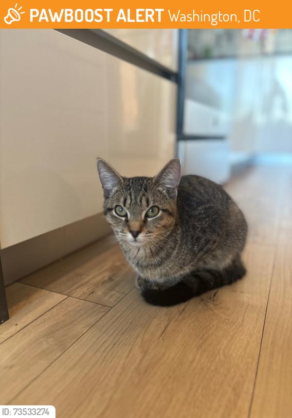 Found/Stray Male Cat last seen 14th & u st nw, Washington, DC 20001