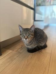 Found/Stray Male Cat last seen 14th & u st nw, Washington, DC 20001