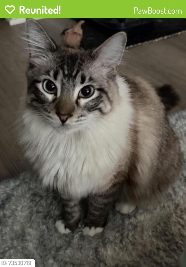 Reunited Female Cat last seen Sweet jubilee lane, Houston, TX 77090