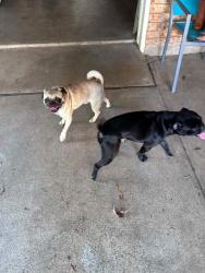 Reunited Male Dog last seen Gunn Junior High School, Arlington, TX 76015