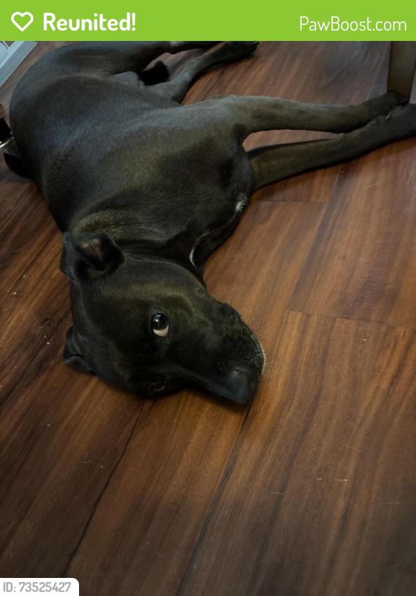 Reunited Female Dog last seen Bern Street, League City, TX 77573