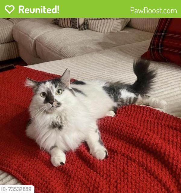 Reunited Male Cat last seen Near W Belmont Red Trail, San Tan Valley, AZ 85143, USA, San Tan Valley, AZ 85143