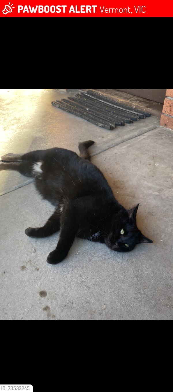 Lost Male Cat last seen Nunkeri Street and Terrara Road Vermont, Vermont, VIC 3133