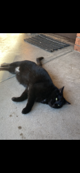 Lost Male Cat last seen Nunkeri Street and Terrara Road Vermont, Vermont, VIC 3133