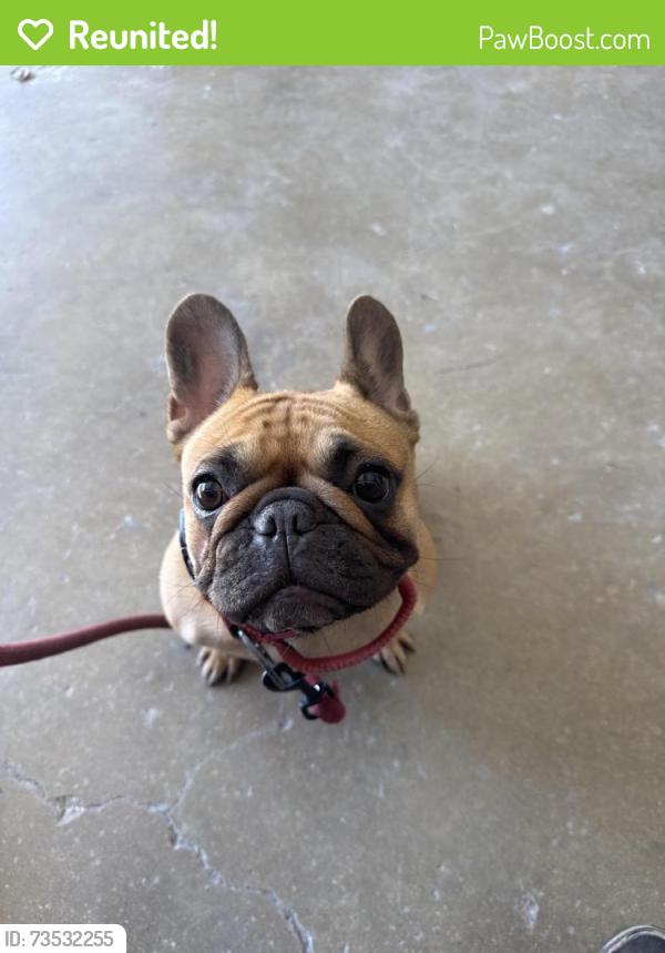 Reunited Female Dog last seen Jennifer dr, ft hood st, Killeen, TX 76542