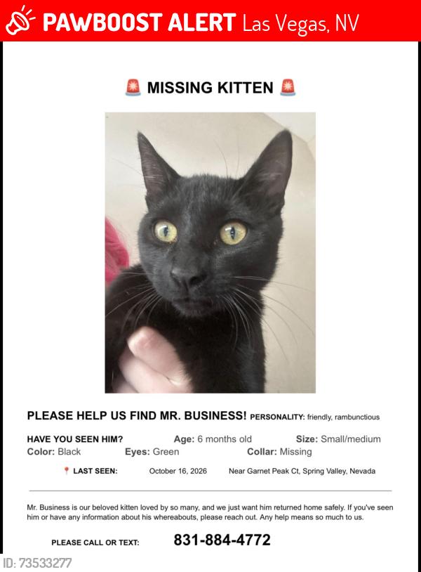 Lost Male Cat last seen monaco sands neighborhood by desert inn and durango, Las Vegas, NV 89117