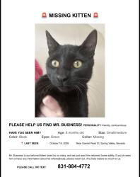 Lost Male Cat last seen monaco sands neighborhood by desert inn and durango, Las Vegas, NV 89117