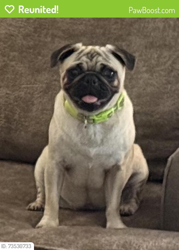 Reunited Female Dog last seen Chandler Ridge Dr, Georgia 30134, USA, Paulding County, GA 30134