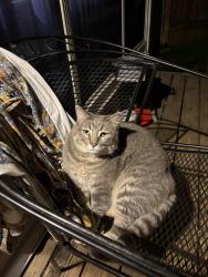 Lost Female Cat last seen Cartwright, Missouri City, TX 77459