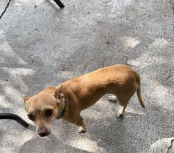 Lost Female Dog last seen Blue Springs, Orange City, FL 32763