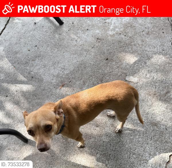 Lost Female Dog last seen Blue Springs, Orange City, FL 32763