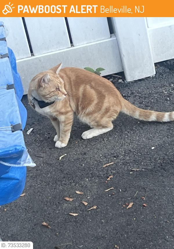 Found/Stray Unknown Cat last seen Belleville, Belleville, NJ 07109
