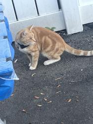 Found/Stray Unknown Cat last seen Belleville, Belleville, NJ 07109