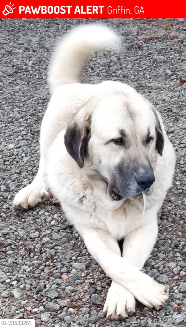 Lost Male Dog last seen Patterson Rd. School Rd. Birdie Rd., Griffin, GA 30223