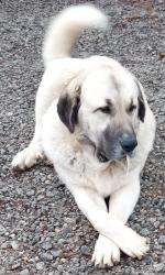 Lost Male Dog last seen Patterson Rd. School Rd. Birdie Rd., Griffin, GA 30223