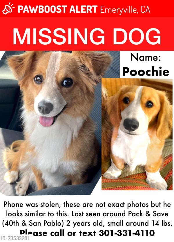 Lost Male Dog last seen 40th & San Pablo (pak n save), Emeryville, CA 94608