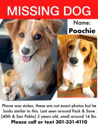 Lost Male Dog last seen 40th & San Pablo (pak n save), Emeryville, CA 94608