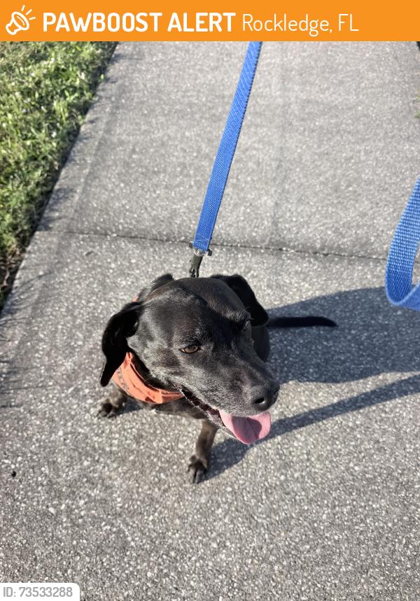 Found/Stray Female Dog last seen Mobil gas station, Rockledge, FL 32955