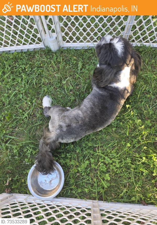Found/Stray Male Dog last seen Gold Rush and Firecrest, Indianapolis, IN 46113