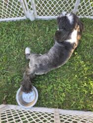 Found/Stray Male Dog last seen Gold Rush and Firecrest, Indianapolis, IN 46113