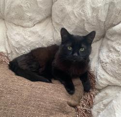 Reunited Male Cat last seen Near Ash Cir NE, Prior Lake, MN 55372, USA, Prior Lake, MN 55372