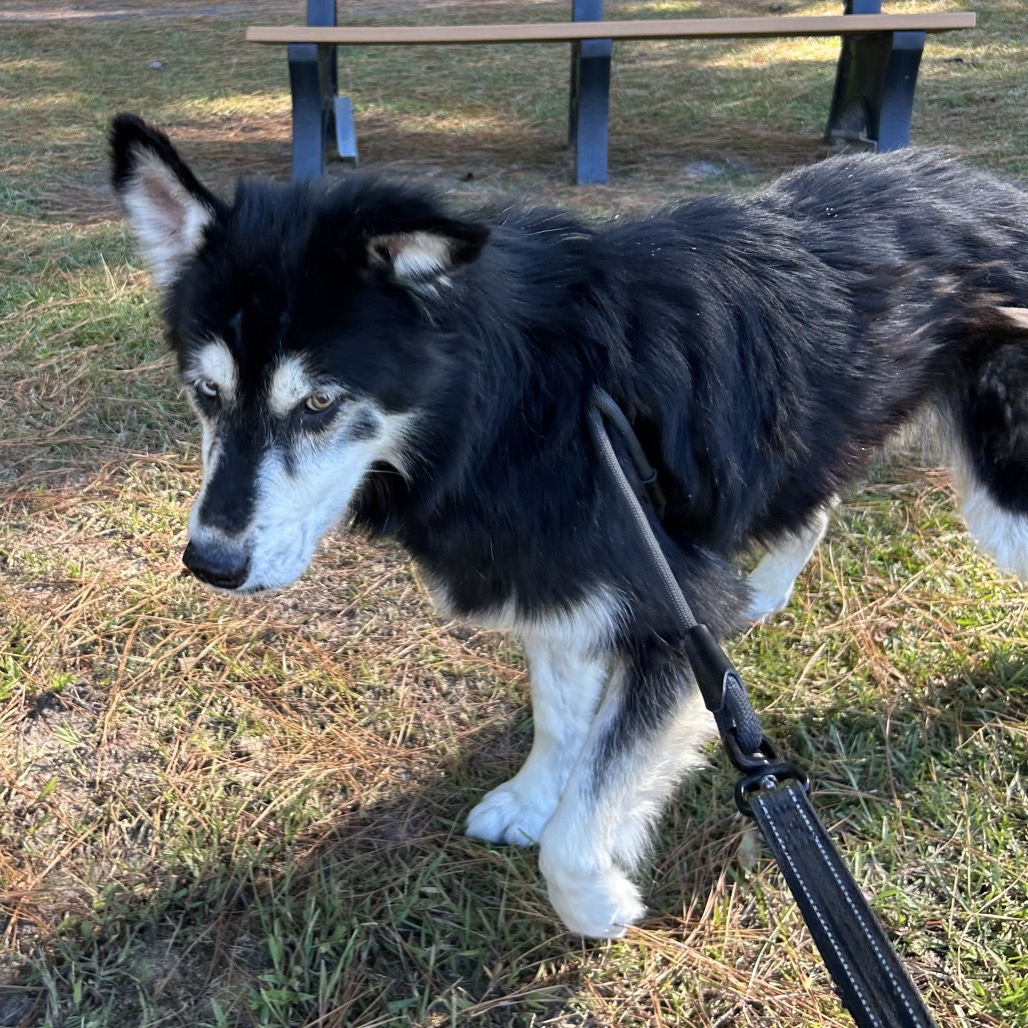 Shelter Stray Female Dog last seen , 244 Georgetown Rd, Jacksonville, NC 28540, USA