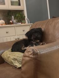 Lost Male Dog last seen Franich Drive. & Cipress Street, Watsonville, CA 95076
