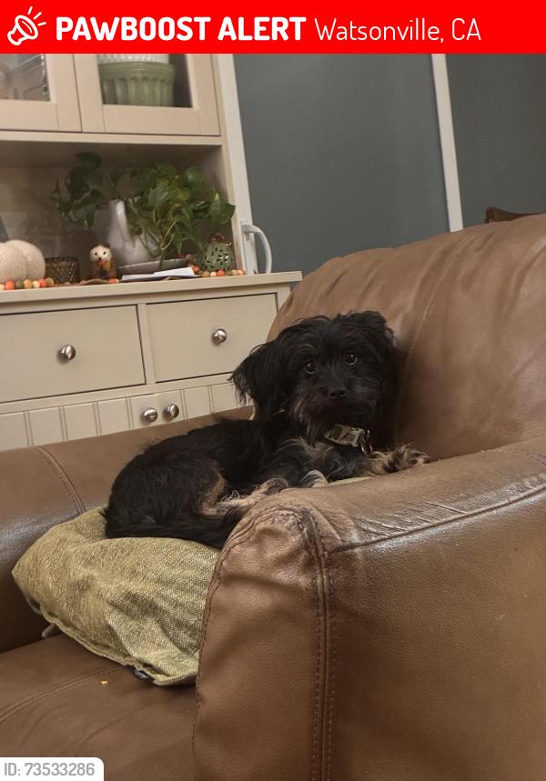 Lost Male Dog last seen Franich Drive. & Cipress Street, Watsonville, CA 95076