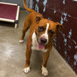 Shelter Stray Female Dog last seen , 901 N Haverty St, Pine Bluff, AR 71601, USA