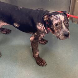 Shelter Stray Male Dog last seen , 2350 Appling City Cove, Memphis, TN 38133, USA