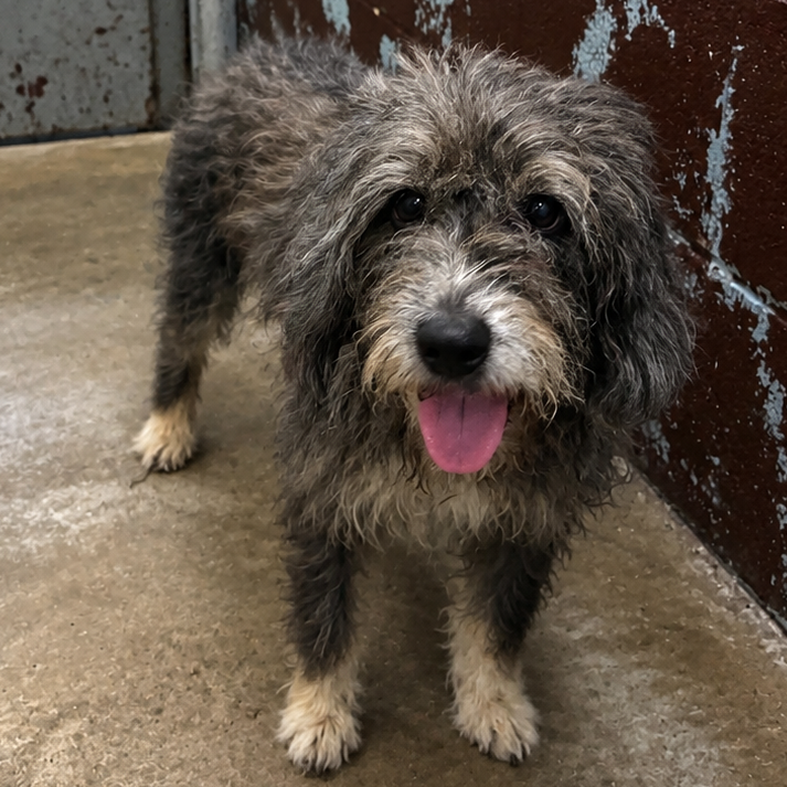 Shelter Stray Unknown Dog last seen , 901 N Haverty St, Pine Bluff, AR 71601, USA