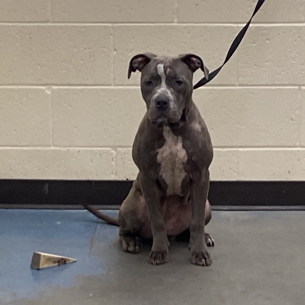 Shelter Stray Female Dog last seen , 2350 Appling City Cove, Memphis, TN 38133, USA