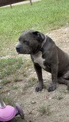 Lost Male Dog last seen Spanish oaks dr y peech creek, New Caney, TX 77357