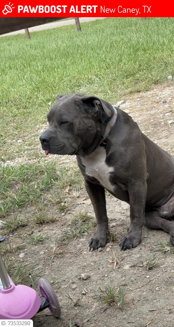 Lost Male Dog last seen Spanish oaks dr y peech creek, New Caney, TX 77357
