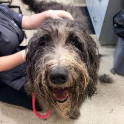 Shelter Stray Male Dog last seen , 8464 Beach Blvd, Jacksonville, FL 32216, USA