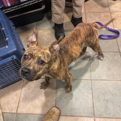 Shelter Stray Male Dog last seen , 4500 N Access Rd, Chattanooga, TN 37415, USA