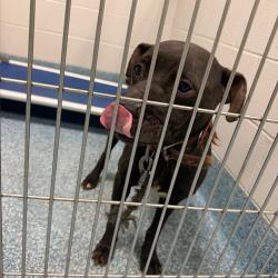 Shelter Stray Male Dog last seen , 980 Guilford College Rd, Greensboro, NC 27409, USA