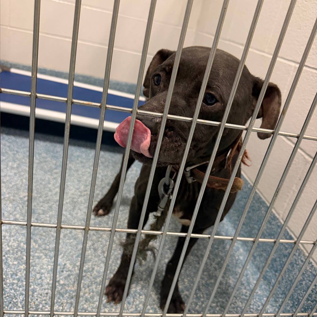 Shelter Stray Male Dog last seen , 980 Guilford College Rd, Greensboro, NC 27409, USA