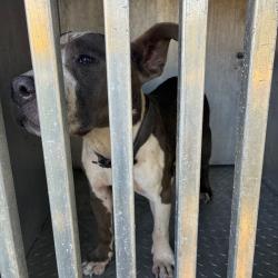 Shelter Stray Male Dog last seen , 980 Guilford College Rd, Greensboro, NC 27409, USA