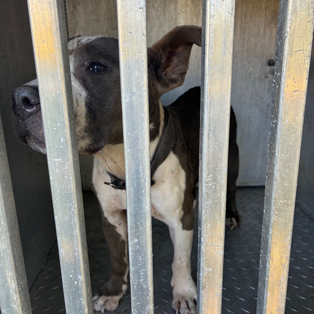 Shelter Stray Male Dog last seen , 980 Guilford College Rd, Greensboro, NC 27409, USA