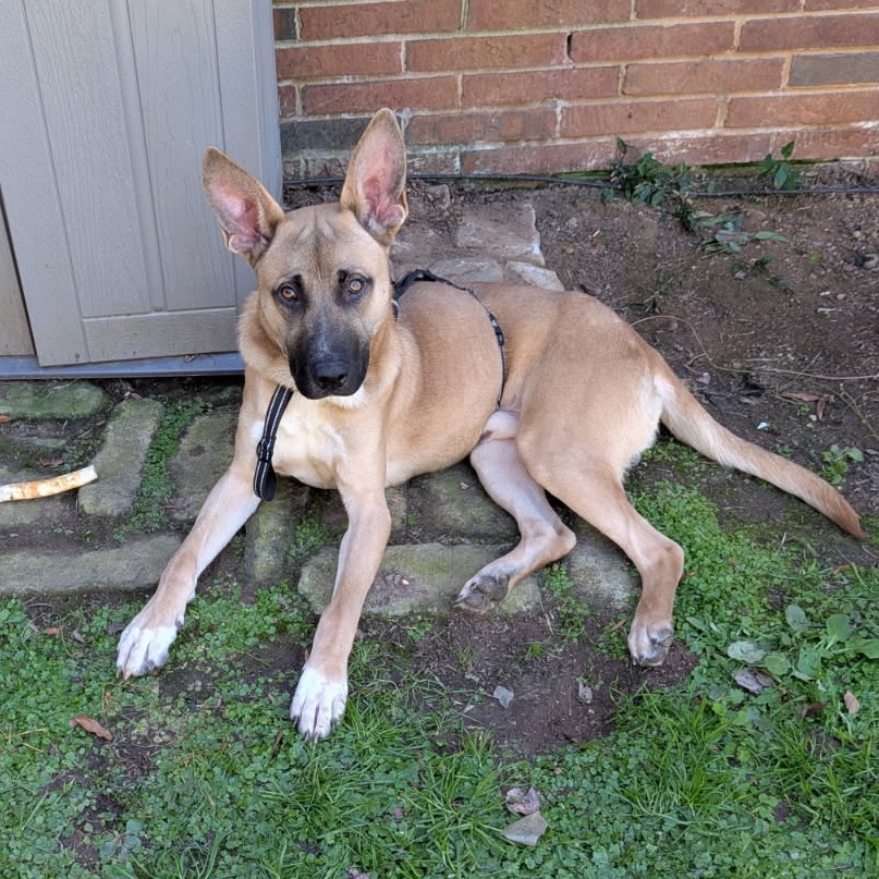Shelter Stray Male Dog last seen , 980 Guilford College Rd, Greensboro, NC 27409, USA