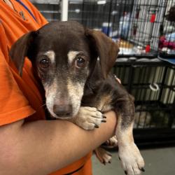 Shelter Stray Male Dog last seen , 6621 Westminster Ave, Garden Grove, CA 92844, USA