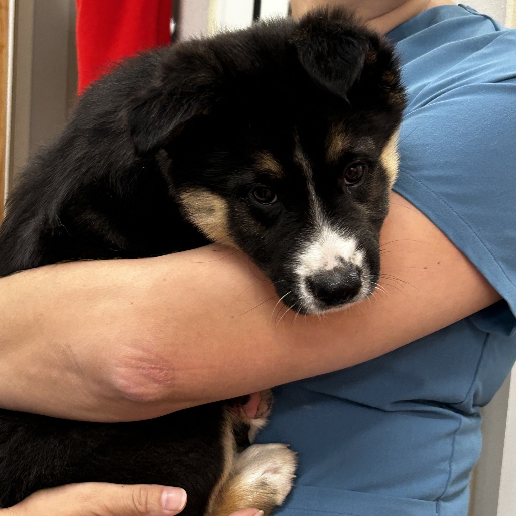 Shelter Stray Male Dog last seen , 6621 Westminster Ave, Garden Grove, CA 92844, USA