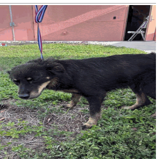 Shelter Stray Female Dog last seen , 3607 N Armenia Ave, Tampa, FL 33607, USA