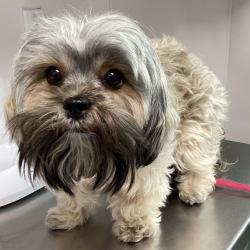 Shelter Stray Female Dog last seen , 3607 N Armenia Ave, Tampa, FL 33607, USA