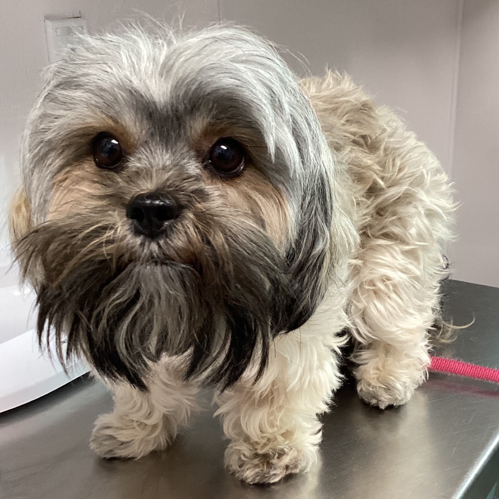 Shelter Stray Female Dog last seen , 3607 N Armenia Ave, Tampa, FL 33607, USA