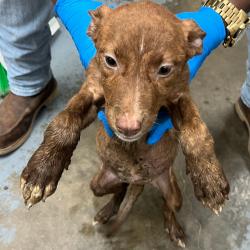 Shelter Stray Female Dog last seen , 3607 N Armenia Ave, Tampa, FL 33607, USA